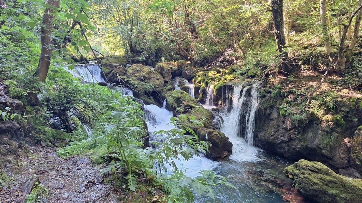 Small waterfalls cascading through a mossy forest