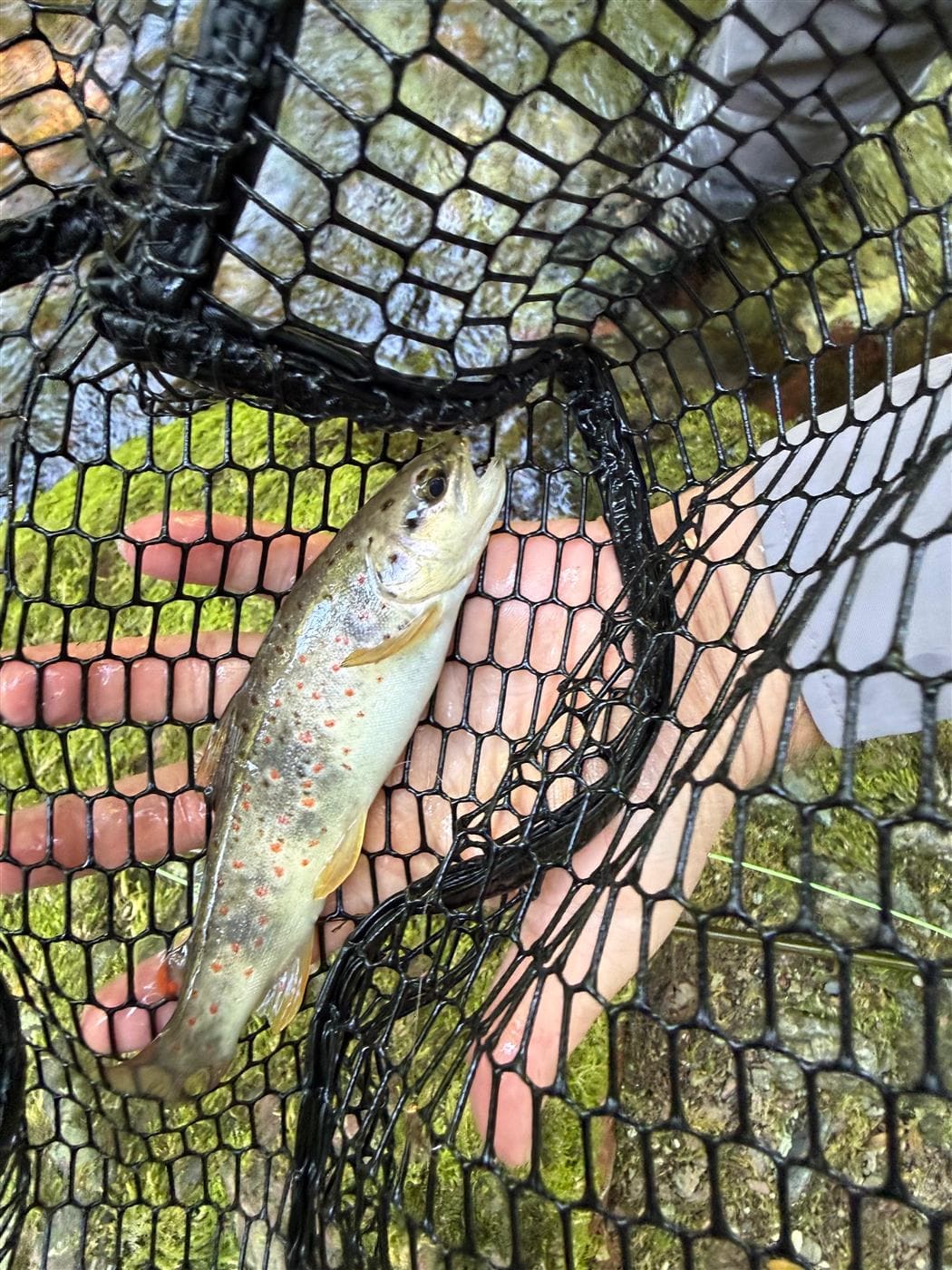 A trout in a landing net