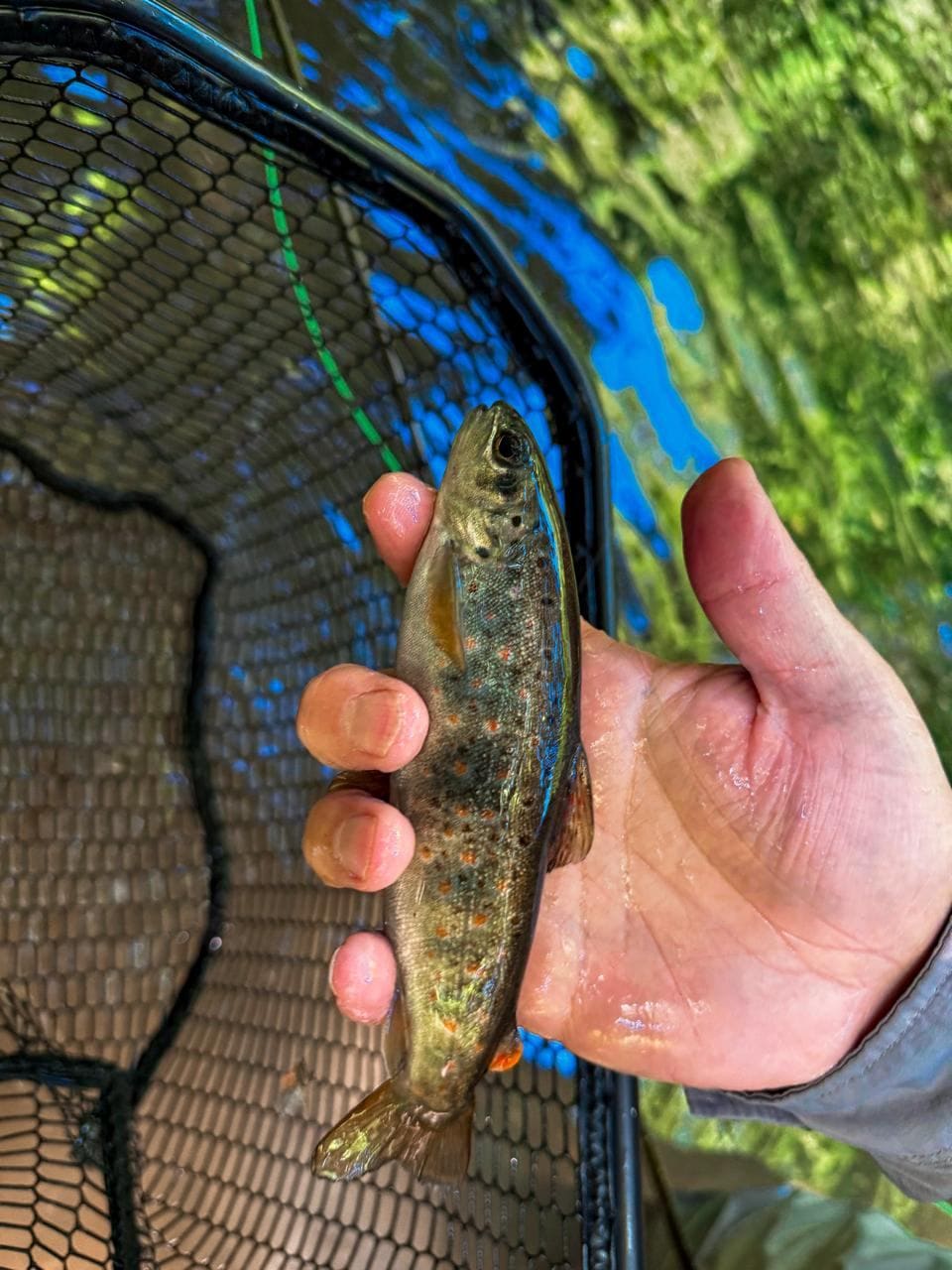 A small trout held in an angler's hand over a landing net
