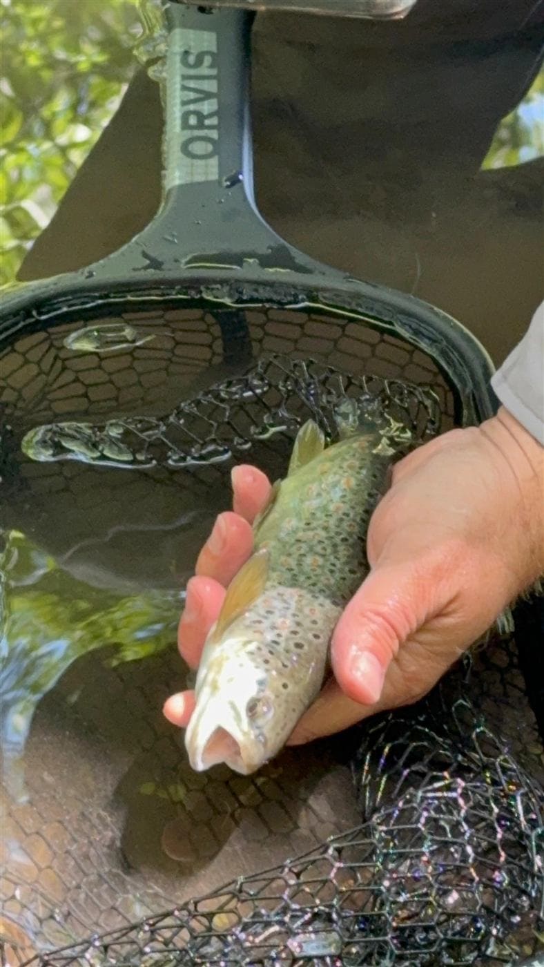 A trout held above a landing net in the water