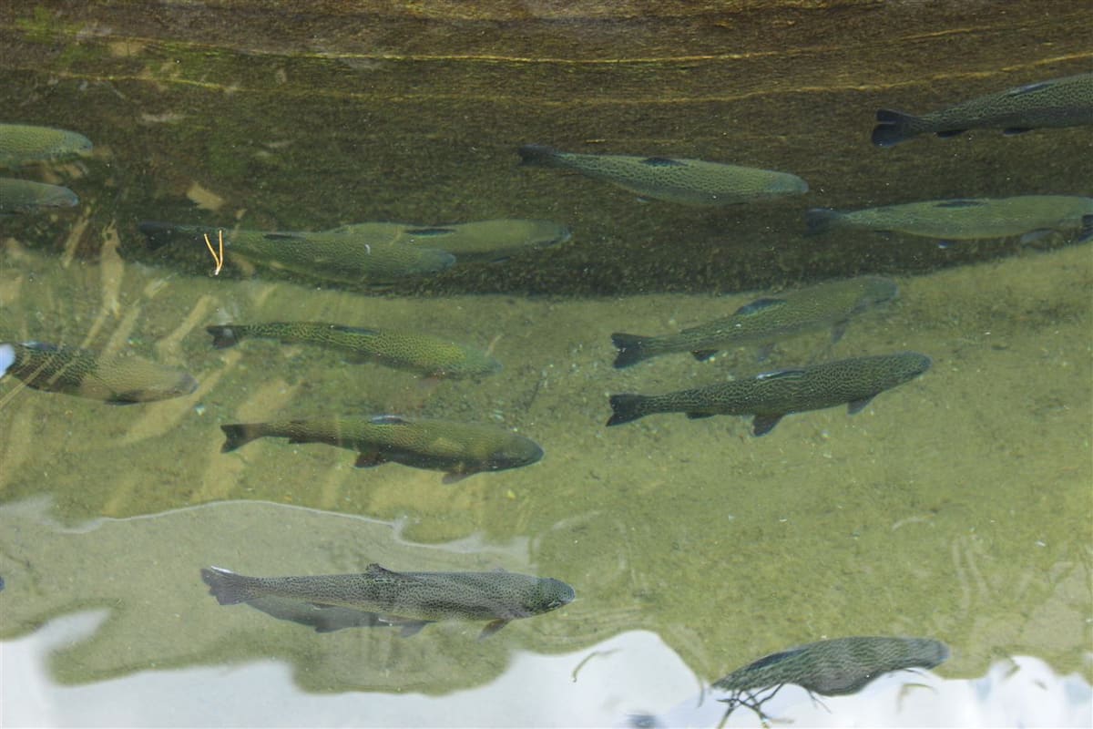 Several trout holding in clear, shallow water