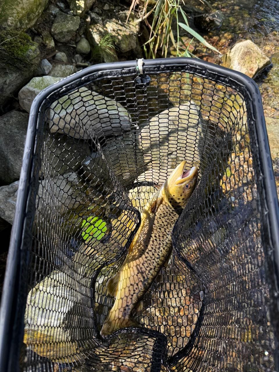 A trout lying in a landing net on rocks